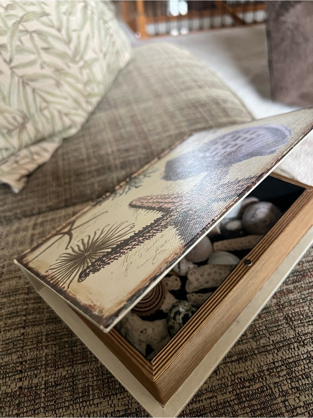 Shell Collection with Shell Box - Picture 8 of 8
